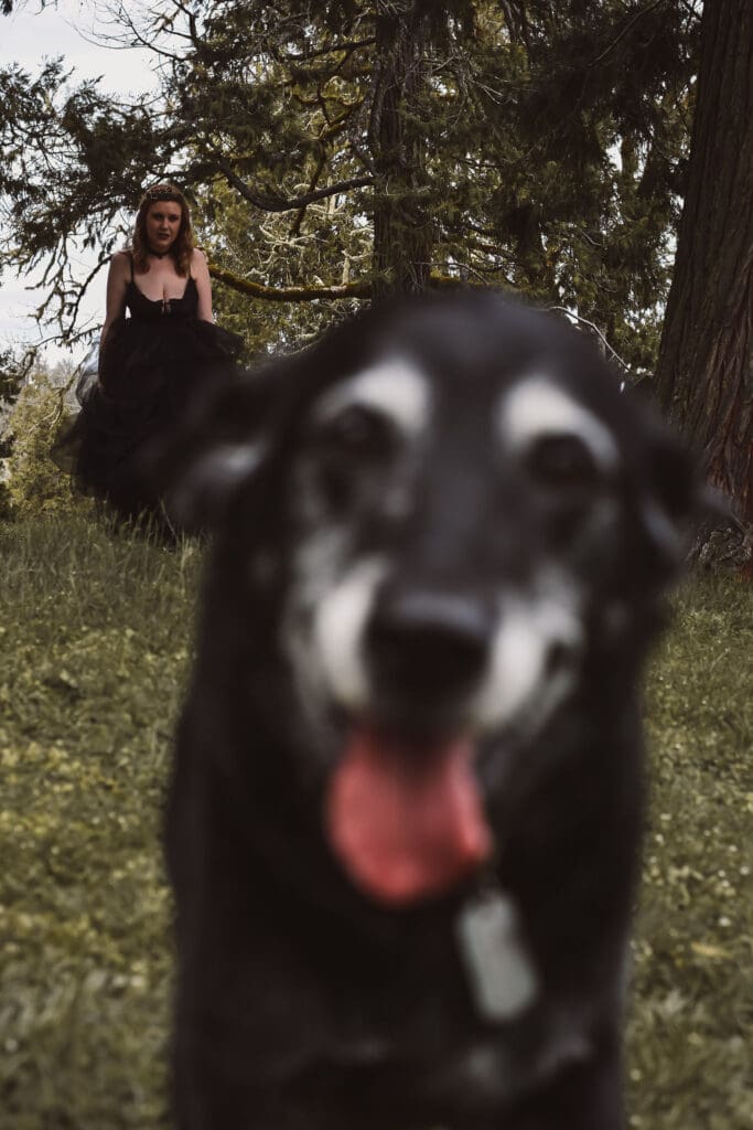 A black lab running at the camera.