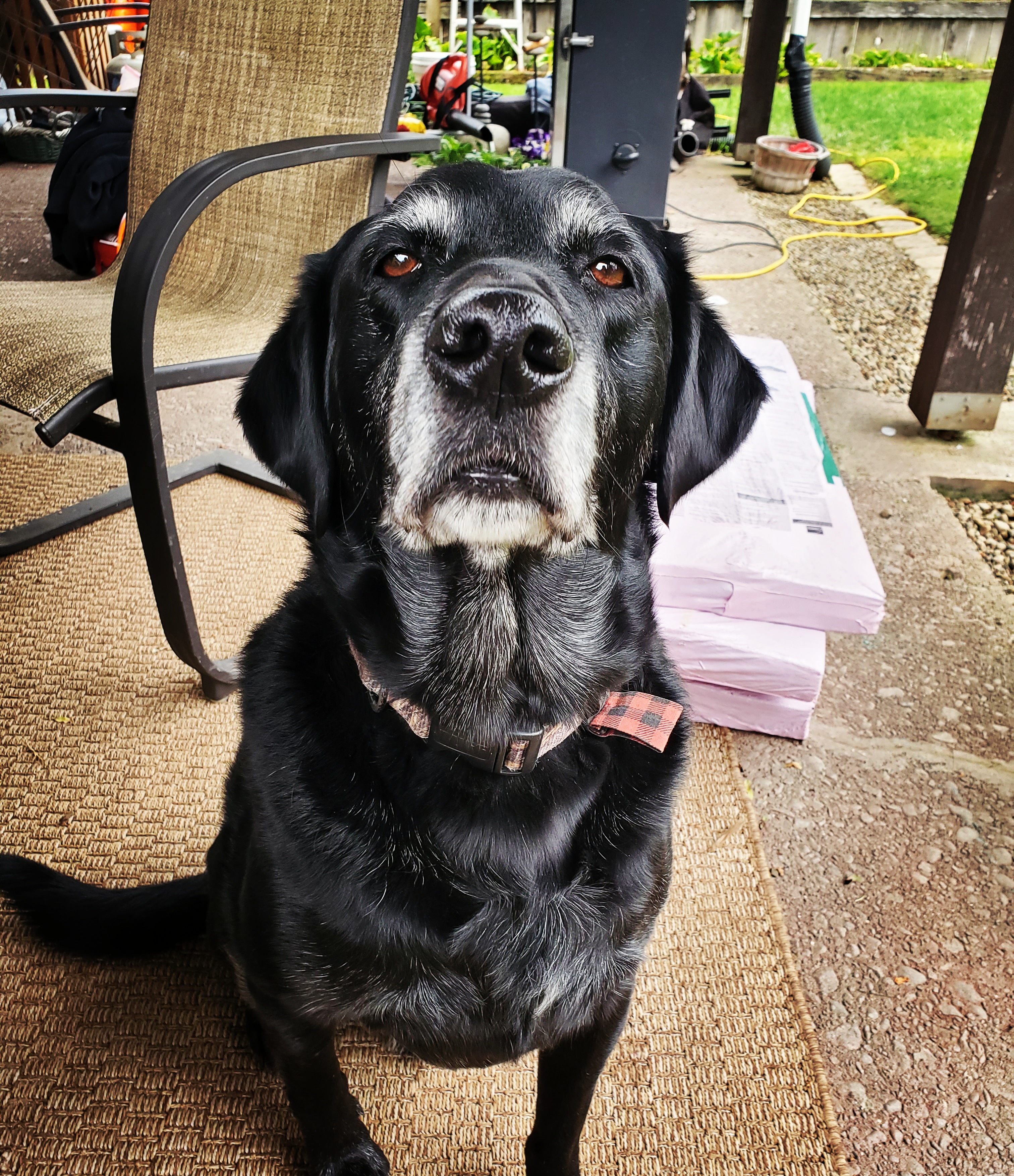 A grumpy dog. He's Black