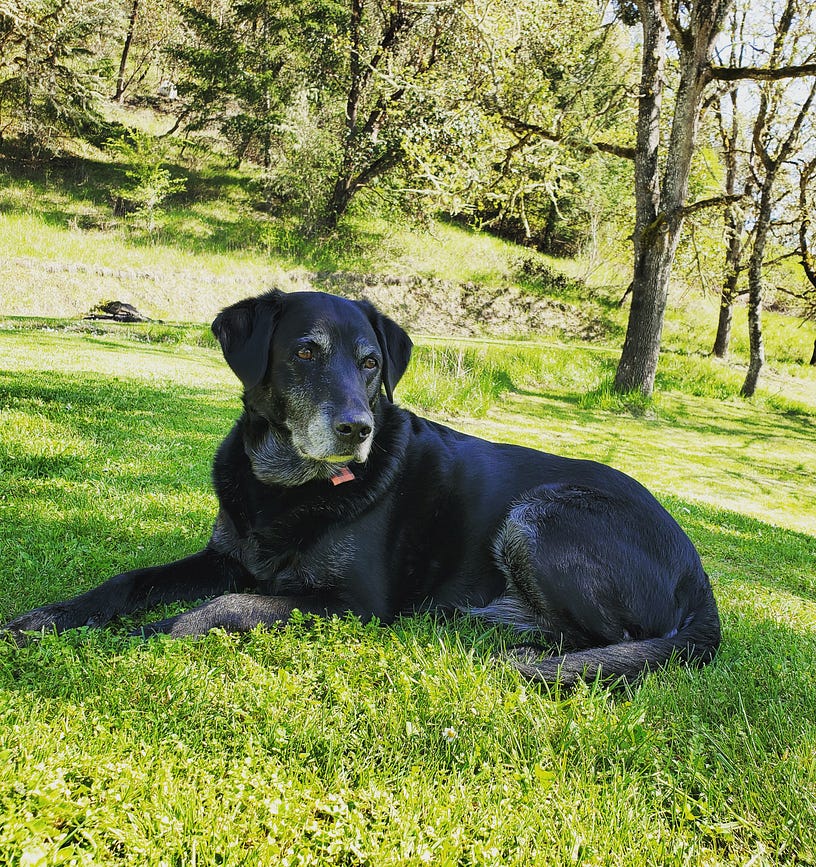 Black Lab laying in the grass soaking up the sunshine.