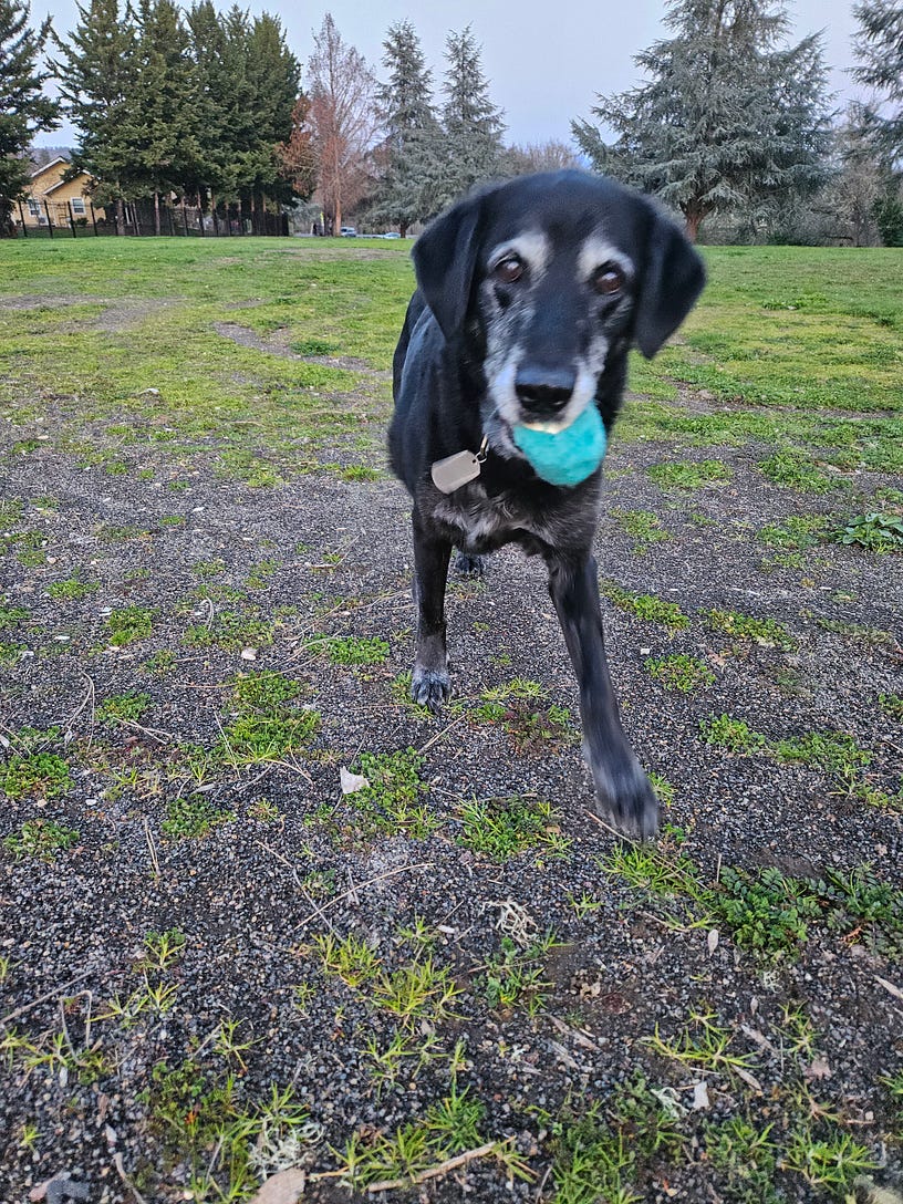 Black Lab with a Toy in his mouth looking at you.