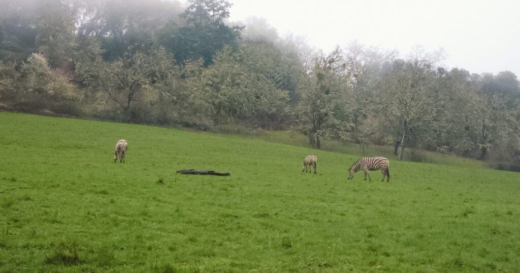Zebras at the Wildlife Safari near Roseburg, Oregon
